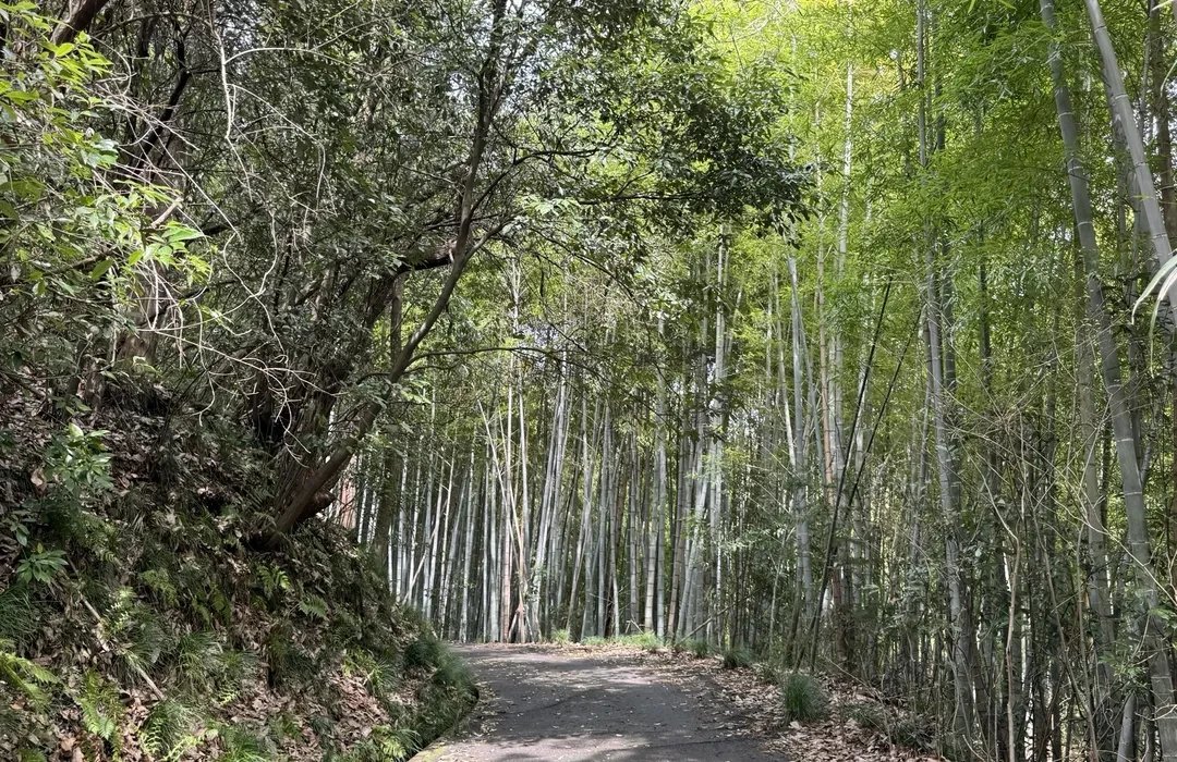🌳 아이치현 쇼와의 숲 (아이치켄 쇼와노모리) 이미지 5